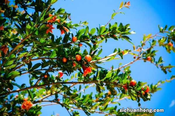 石榴里面有雪花状可以吃吗，果肉有裂痕能吃吗