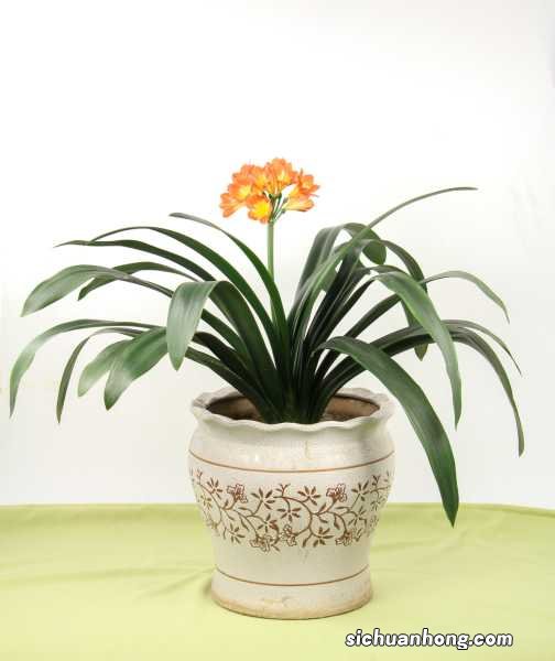 君子兰施肥时间,施什么肥最好