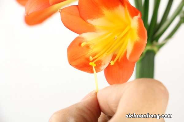 君子兰可以放客厅养吗，可以用硫酸亚铁吗