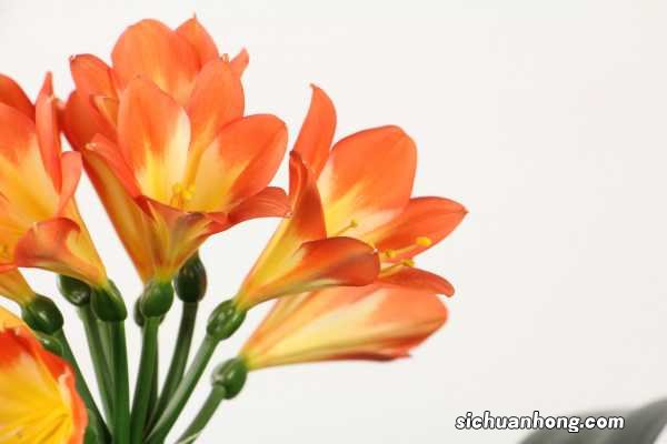 君子兰可以放客厅养吗，可以用硫酸亚铁吗