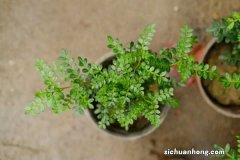 新买的胡椒木怎么养