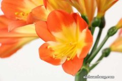 君子兰换盆时间和方法，换盆后如何浇水