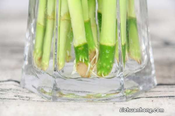 富贵竹有什么作用和功效,富贵竹有什么风水意义