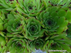 新买的观音莲怎么养