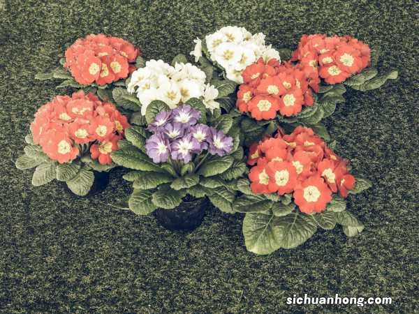 新买的报春花怎么养