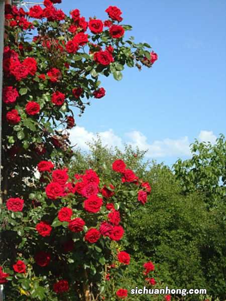 新买的藤本月季怎么养