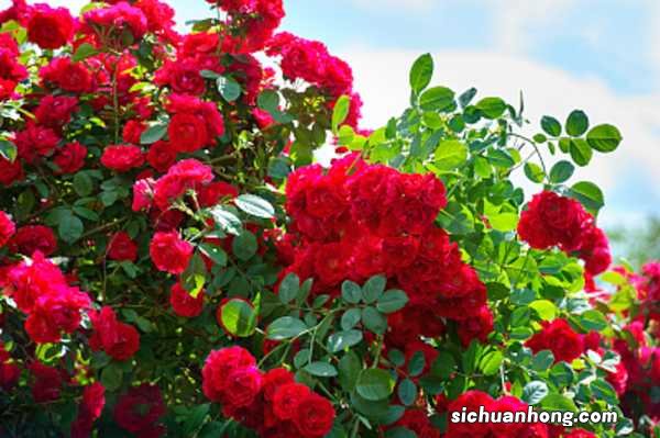 新买的藤本月季怎么养