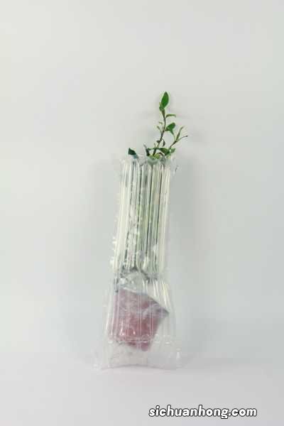 新买的风车茉莉怎么养