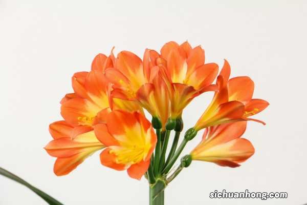 君子兰是什么季节开花,不开花是什么原因