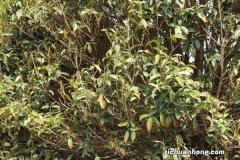 桂花如何食用，桂花的吃法和功效