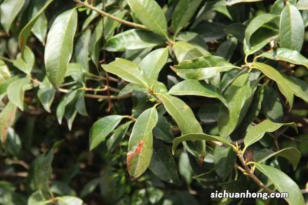 桂花如何存放和处理，摘下的桂花如何保存