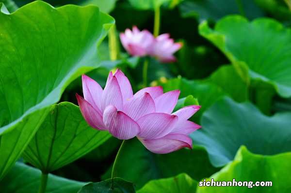 莲花繁殖方式，莲花能自己在家繁殖吗