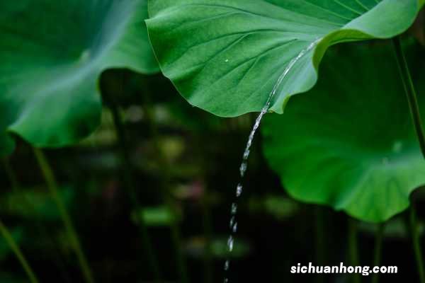 莲花繁殖方式，莲花能自己在家繁殖吗