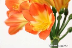 君子兰换盆时间，换盆根多怎么处理