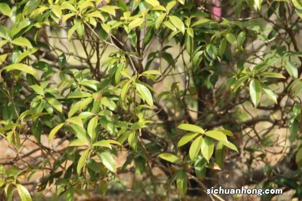 桂花泡茶禁忌，桂花的功效与作用禁忌