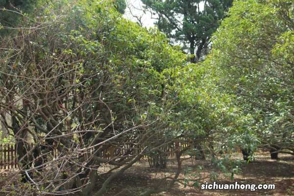 桂花泡茶喝有什么作用，桂花泡茶的做法