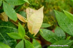 发财树小苗多少钱一棵，怎么种植方法