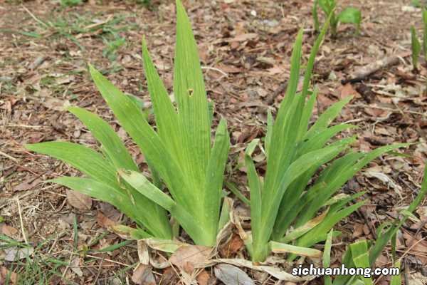 新买的鸢尾怎么养