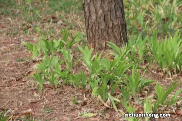 新买的鸢尾怎么养