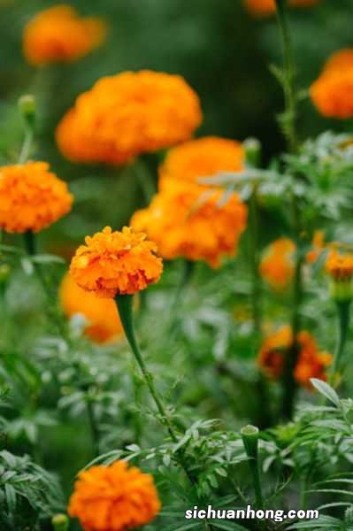 新买的万寿菊怎么养