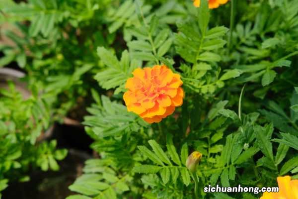 新买的万寿菊怎么养