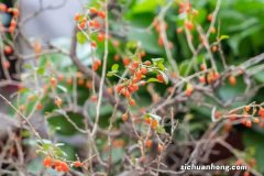 枸杞要泡多久，要怎么吃效果才好