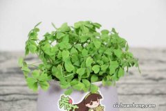 新买的酢浆草怎么养