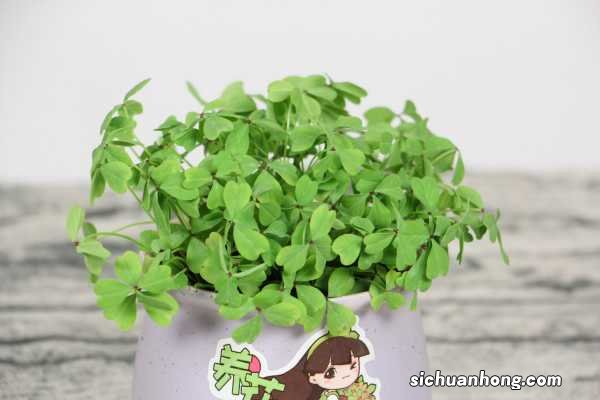 新买的酢浆草怎么养