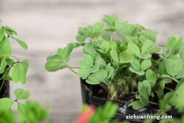 新买的酢浆草怎么养