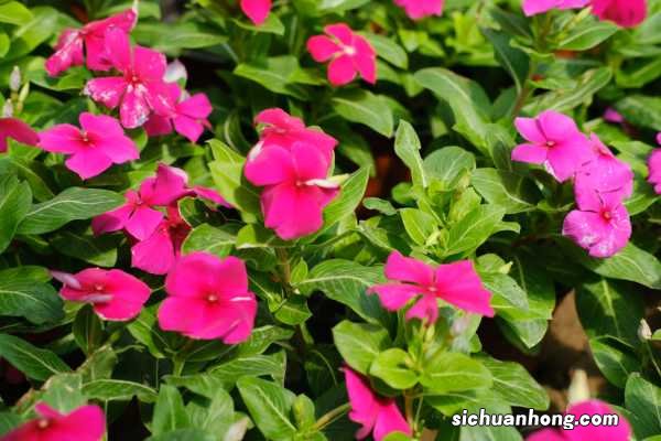 新买的长春花怎么养