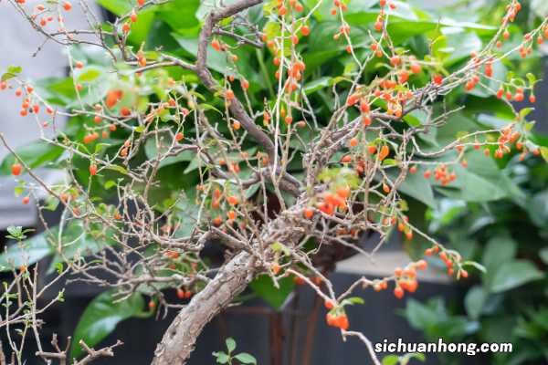 枸杞要洗吗，喝之前如何清洗