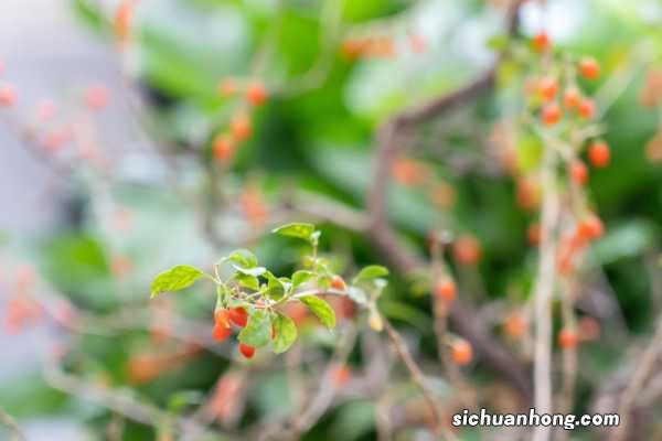 枸杞要洗吗，喝之前如何清洗