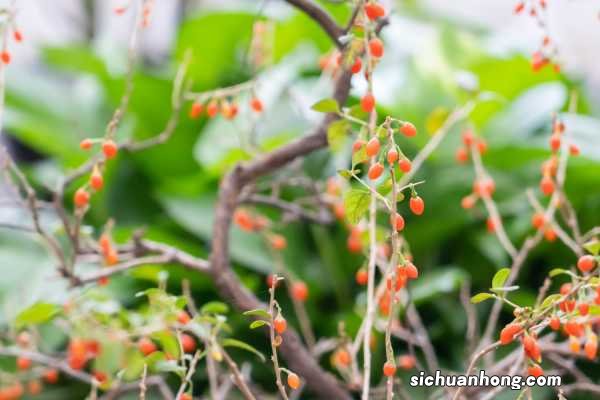 枸杞要洗吗，喝之前如何清洗