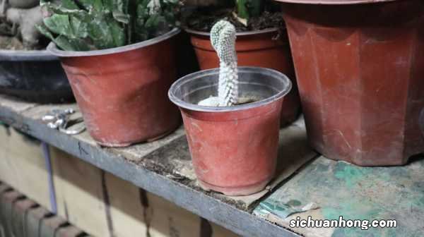 仙人掌的资料,仙人掌图片