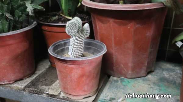 仙人掌的资料,仙人掌图片