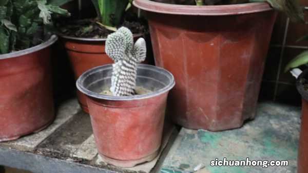 仙人掌的资料,仙人掌图片