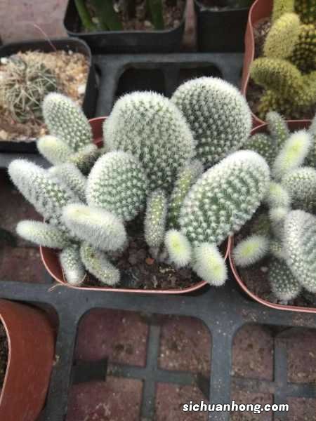 仙人掌的资料,仙人掌图片