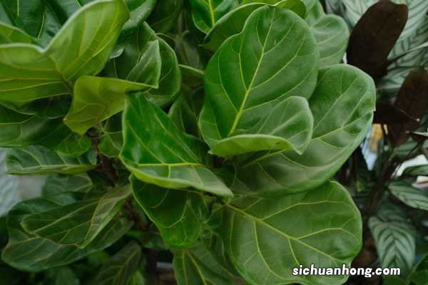 新买的琴叶榕怎么养