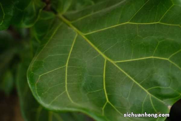 新买的琴叶榕怎么养