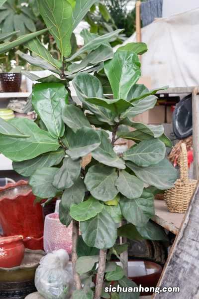 新买的琴叶榕怎么养