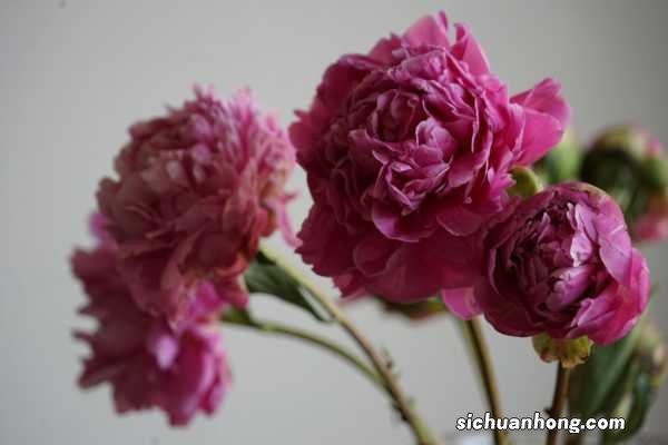 芍药图片：芍药的功效与作用