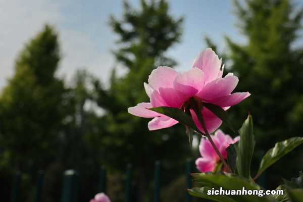 芍药图片：芍药的功效与作用