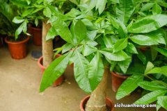 发财树要晒太阳吗，怎么晒太阳