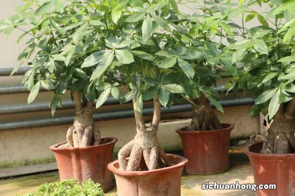 发财树要晒太阳吗，怎么晒太阳