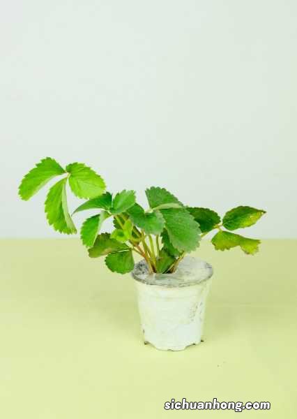 草莓是什么，怎么栽培