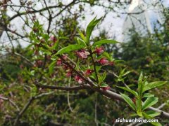 桃花养在家好不好，盆栽桃花怎么养