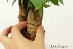 发财树小苗多久能长出大树，能浇啤酒吗