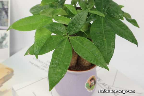 发财树小苗多久能长出大树，能浇啤酒吗