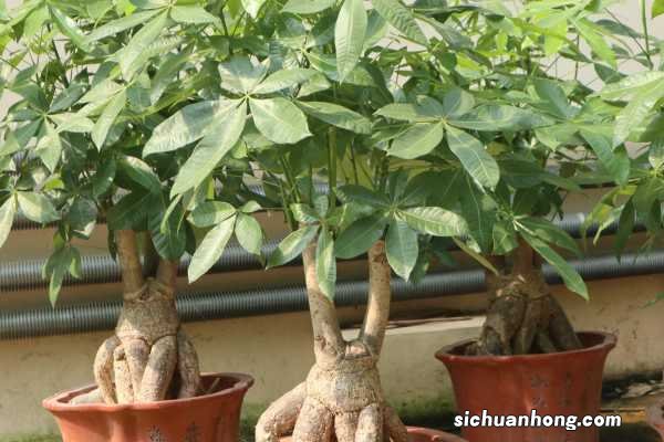 发财树是怎么培育出来的，是嫁接出来的吗