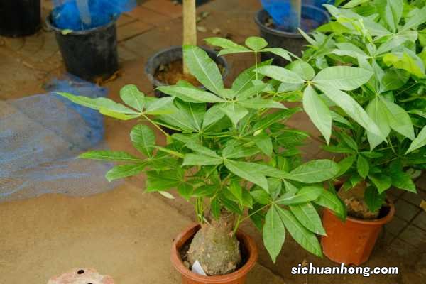 发财树是怎么培育出来的，是嫁接出来的吗